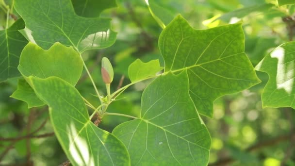 リオデンドロンチューリップ チューリップの木として知られています 葉の間に花芽 面白い形の大きな緑の葉 — ストック動画
