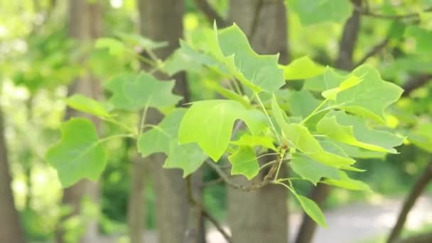 Liriodendron Tulipifera Bekannt Als Tulpenbaum Große Grüne Blätter Von Interessanter — Stockvideo