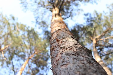 Pine, alt manzara. Çam gövdesi, bulanık odak ile yakın plan kabuk. Wood, detaylar. Yaz ormanı. Bulanık arkaplanda ağaç gövdesi