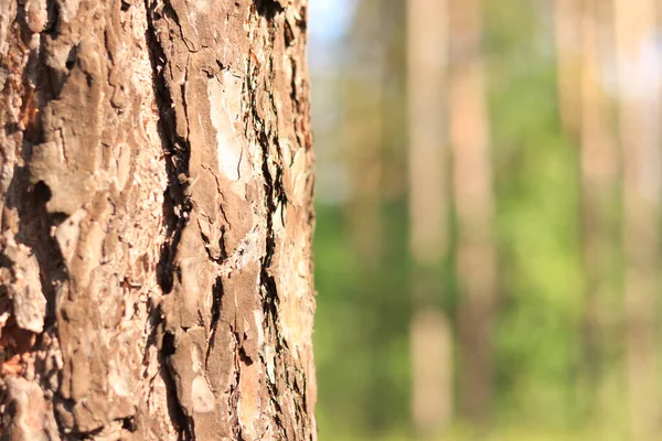 Сосновий Багажник Гавка Крупним Планом Деталі Дерева Літній Ліс Стовбур — стокове фото