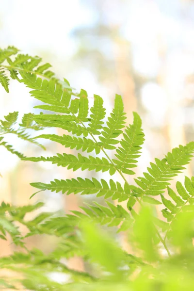 Вид Снизу Крупный План Ярко Зеленые Листья Папоротника Солнечную Погоду — стоковое фото