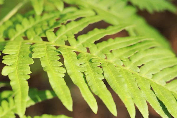 Ферн Крупным Планом Ярко Зеленые Листья Папоротника Солнечную Погоду Летний — стоковое фото