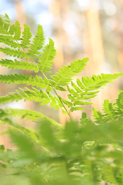 Вид Снизу Крупный План Ярко Зеленые Листья Папоротника Солнечную Погоду — стоковое фото
