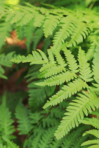 Ферн Крупным Планом Ярко Зеленые Листья Папоротника Солнечную Погоду Летний — стоковое фото