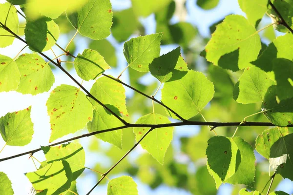 Branch Deciduous Tree Bottom View Leaves Close Forest Summer Sunny Stock Picture