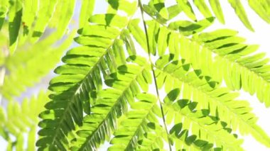 Eğreltiotu manzarası, yakın plan. Parlak yeşil eğreltiotu yaprakları güneşli havada. Yaz ormanı. Seçici odak.