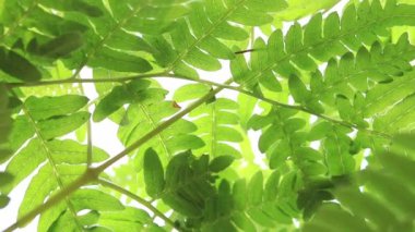 Eğreltiotu manzarası, yakın plan. Parlak yeşil eğreltiotu yaprakları güneşli havada. Yaz ormanı. Seçici odak.