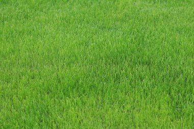 Çimleri yakın plan, çimleri biçmek. Güneşli bir günde yeşil çimlere yakın çekim. Seçici odaklanma. Yeşil çimen, doğal arka plan