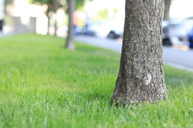 Kentsel bir alanda çimlerle çevrili. Çimleri yakın plan, çimleri biçmek. Bir sıra ağaç, çimenlik bir çim, bir patika