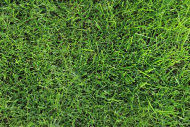 Çimleri yakın plan, çimleri biçmek. Yeşil bir çimenliğe yakın çekim, üst manzara. Yeşil çimenler, doğal arka plan. Boşluğu kopyala