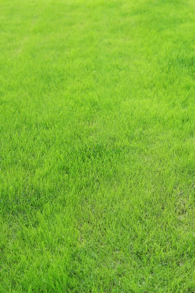 Close-up lawn, cut grass. Close-up of a green lawn on a sunny day. Selective focus. Green grass, natural background. Copy space