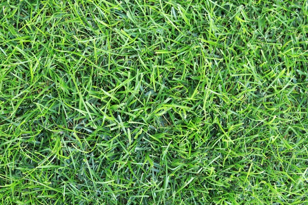 Close-up lawn, cut grass. Close-up of a green lawn, top view. Green grass, natural background. Copy space