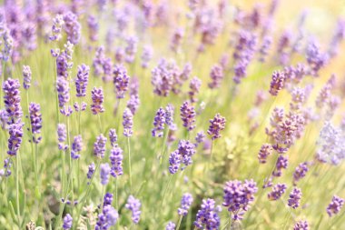 Lavanta, bulanık arka planda çiçekler. Güneşte mor lavanta çiçekleri. Lavanta tarlası