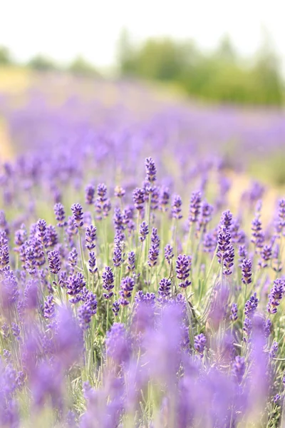 Primer Plano Los Arbustos Lavanda Enfoque Selectivo Flores Lavanda Púrpura — Foto de Stock