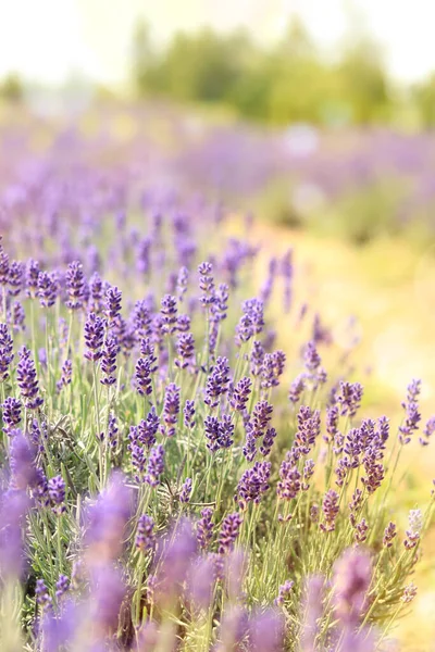 Natural Landscape Scenic View Lavender Field Sunny Day Close Lavender — Stock Photo, Image
