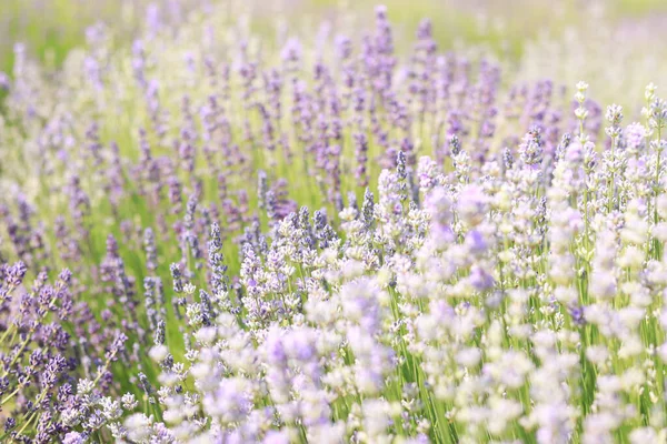 Close Lavender Bushes Selective Focus Purple Light Blue Lavender Flowers — Stock Photo, Image