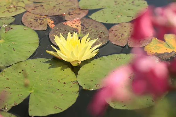 Bright yellow lily in the water. Flowering water lily in a small pond. Beautiful water lily and leaves in a garden pond close-up. Water flower, blurred pink flowers in the foreground