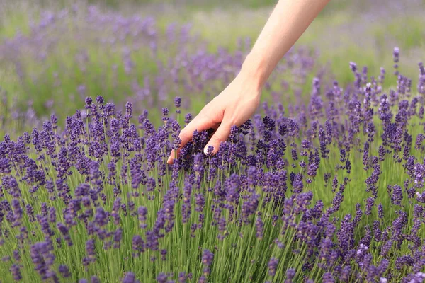 Woman Hand Lavender Flowers Woman Hand Touches Lavender Flowers Sunny — Stock Photo, Image