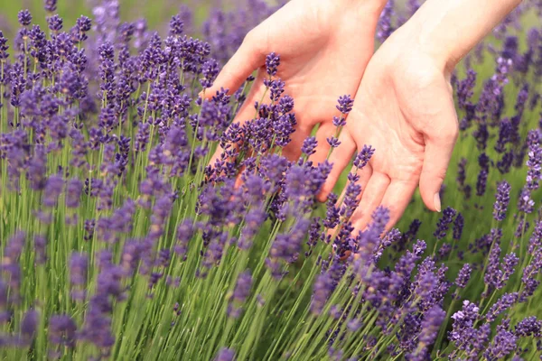 Weibliche Hände Berühren Lavendelblüten Einem Sonnigen Sommertag Der Begriff Naturkosmetik — Stockfoto