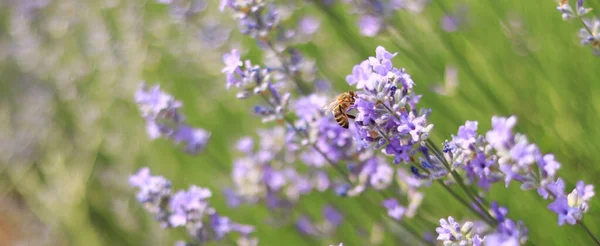 Пчела Цветке Лаванды Крупным Планом Фиолетовые Цветы Лаванды Переднем Плане — стоковое фото