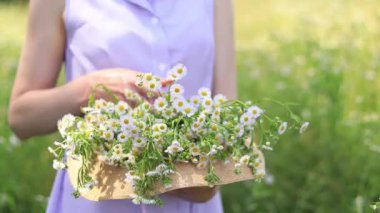 Papatyalar yakın plan. Elbiseli bir kadın yeşil bir tarlada duruyor ve elinde büyük bir buket papatya olan bir şapka tutuyor. Sağlık, doğal kozmetik ve ilaç kavramı