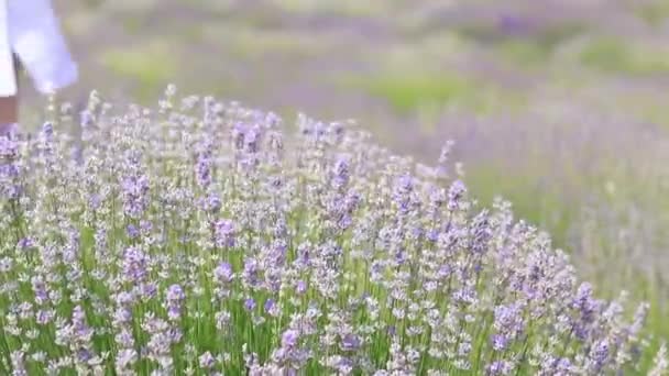 여성의 여름날 라벤더 닿는다 화장품의 라벤더 — 비디오