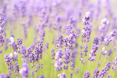 Seçici odaklı lavanta çiçekleri. Bir yaz günü, çok güzel bir lavanta tarlası, yakın plan. Aromaterapi. Doğal kozmetik ve ilaç konsepti