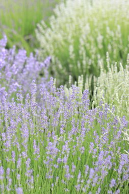 Farklı renklerde çiçeklerle dolu lavanta tarlası, bulanık arkaplan. Doğal kozmetik ya da doğayla iç içe olma kavramı. Aromaterapi