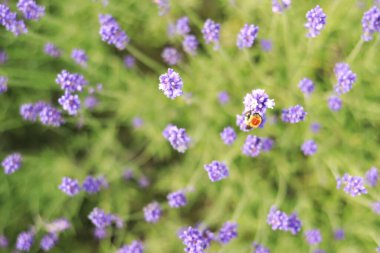 Lavanta çiçeğinin üzerinde bir arı. Lavanta çiçekleri üstten görünüyor. Lavanta tarlası. Seçici odaklı mor lavanta çiçekleri. Aromaterapi. Doğal kozmetik ve ilaç konsepti