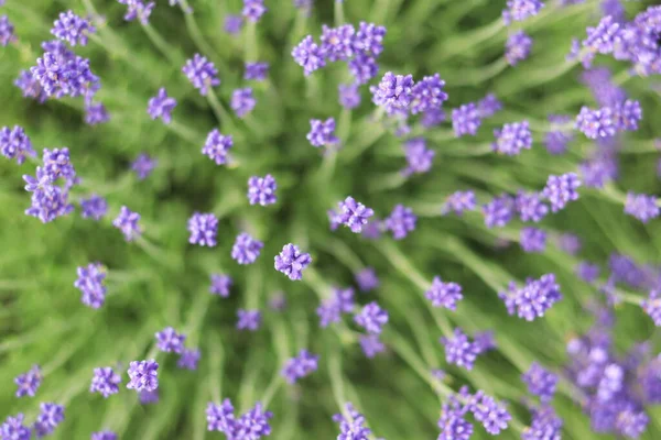 Lavender flowers top view. Lavender field. Purple lavender flowers with selective focus. Aromatherapy. The concept of natural cosmetics and medicine