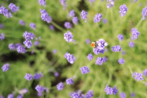 A bee on a lavender flower close-up. Lavender flowers top view. Lavender field. Purple lavender flowers with selective focus. Aromatherapy. The concept of natural cosmetics and medicine