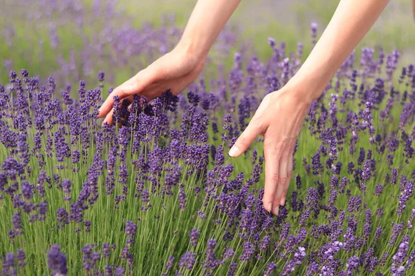Vrouwelijke Handen Raken Lavendelbloemen Aan Een Zomerse Zonnige Dag Het — Stockfoto
