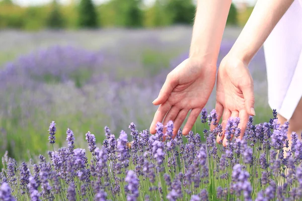 Mãos Femininas Tocam Flores Lavanda Dia Ensolarado Verão Conceito Cosméticos — Fotografia de Stock