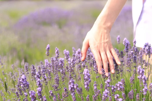 Woman Hand Touches Lavender Flowers Sunny Summer Day Concept Natural — Stock Photo, Image