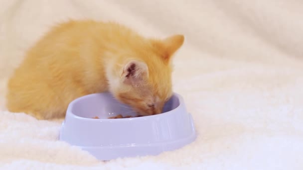 ジンジャーキットは猫ボウルから柔らかい食べ物を食べます ペットケアのコンセプト 猫のためのバランスの取れた栄養 ソフトセレクティブフォーカス — ストック動画
