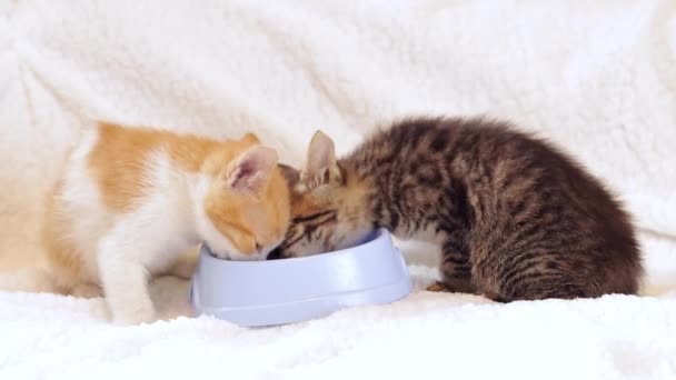 2匹の子猫が猫ボウルから柔らかい食べ物を食べています ペットケアのコンセプト 猫のためのバランスの取れた栄養 ソフトセレクティブフォーカス — ストック動画
