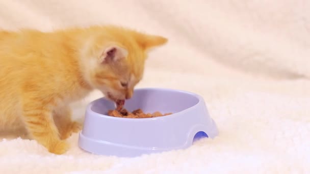 Ginger Kitten Come Comida Blanda Tazón Para Gatos Concepto Cuidado — Vídeos de Stock