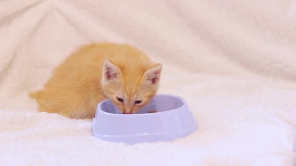 ジンジャーキットは猫ボウルから柔らかい食べ物を食べます ペットケアのコンセプト 猫のためのバランスの取れた栄養 ソフトセレクティブフォーカス — ストック動画