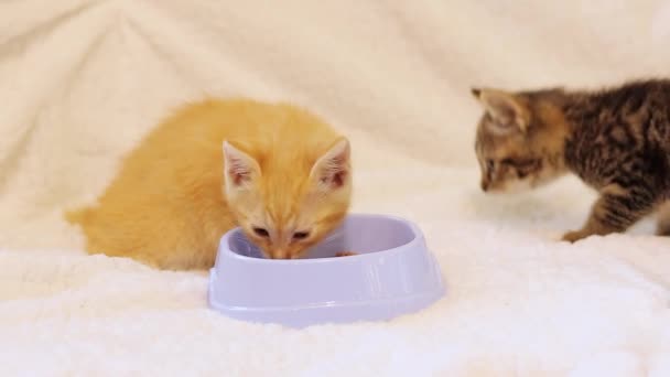 Δύο Γατάκια Τρώνε Μαλακό Φαγητό Από Ένα Μπολ Γάτας Έννοια — Αρχείο Βίντεο