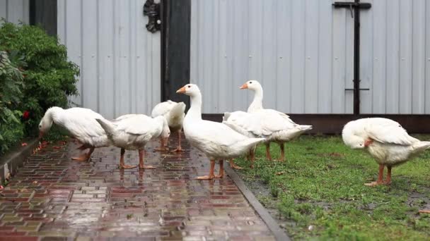 Hausgänse Laufen Regen Auf Dem Hof Umher Geflügel Schwarm Weißer — Stockvideo
