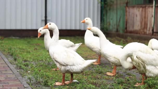 Бытовые Гуси Гуляют Дворе Дождем Птица Стадо Белых Гусей — стоковое видео