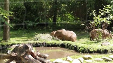 Hayvanat bahçesindeki Capybaras. Capybaras ailesi yemek yiyor, her yeri görüyor.