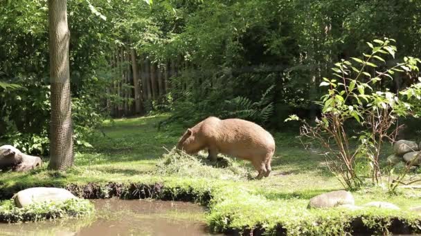 カピバラは動物園の野外ケージで食べ物を食べ 格子を通して眺める — ストック動画