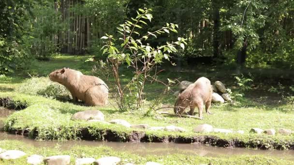 Capybaras Zoo Rodzina Capybaras Jedząc Jedzenie Widok Przez Siatkę — Wideo stockowe
