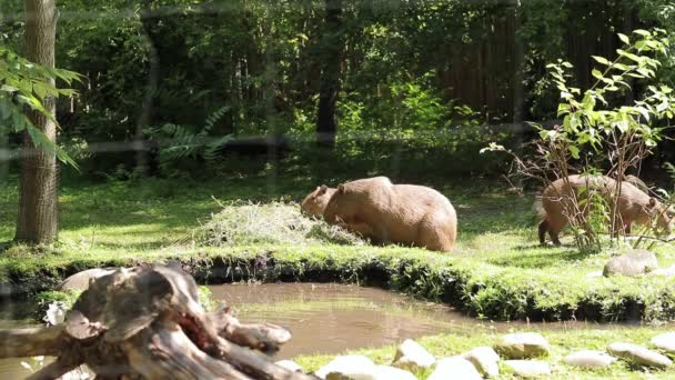 Capybaras Zoo Rodzina Capybaras Jedząc Jedzenie Widok Przez Siatkę — Wideo stockowe