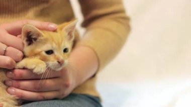 Kırmızı kedi dişi ellerde. Kediyi okşuyor, yakın plan. Küçük tüylü kırmızı bir kedi yavrusu ev sahibesinin ellerinde oturuyor.
