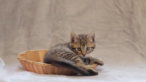バスケットの中の遊び心のある子猫 ソファーに茶色の子猫で発見された灰色のベッドスプレッド — ストック動画