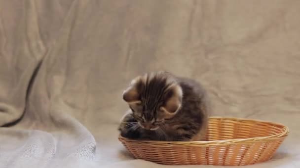 바구니에 놀라운 고양이 소파에 고양이와 배경에 스프레드 — 비디오