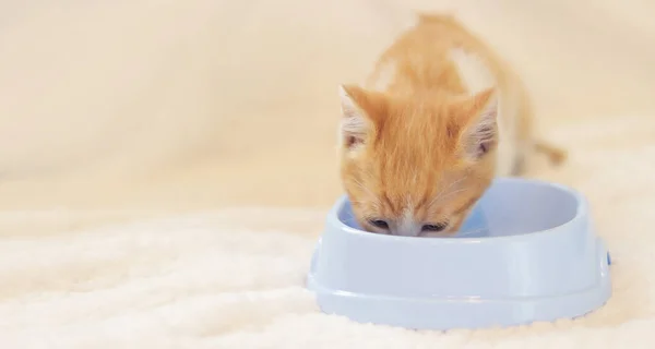 Ginger kitten eats soft food from a cat bowl. Pet care concept. Balanced nutrition for cats. Soft selective focus