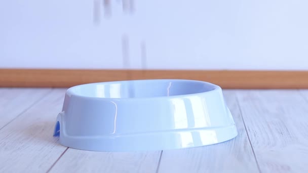 均衡的宠物食品把干猫的食物倒进一个塑料蓝猫碗里 宠物干粮掉进碗里 宠物饮食的概念 一只猫或狗放在地板上的碗 — 图库视频影像